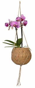 Kokodama Rosa Orchidee 2 Trieber 12 cm Topf ca. 30 cm hoch
