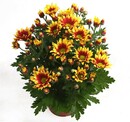 Bild 1 von Chrysantheme ,  14 cm Topf
