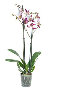 Orchidee 'Polka Dots' 12 cm Topf ca. 60 cm hoch