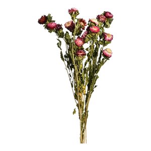 Bündel Strohblumen ca.70cm, rosa