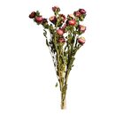 Bild 1 von Bündel Strohblumen ca.70cm, rosa