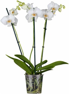 Orchidee 3-Trieber 12 cm Topf