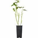 Bild 1 von OBI Brombeere "Black Satin" Schwarz Höhe ca. 20 - 30 cm Topf ca. 2 l Rubus