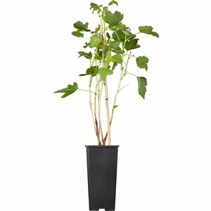 OBI Johannisbeere "Titania" Schwarz Höhe ca. 20 - 30 cm Topf ca. 2 l Ribes