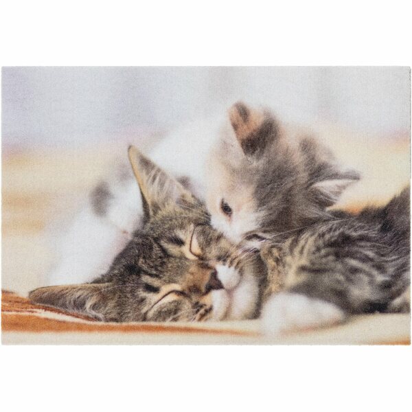 Bild 1 von Astra Sauberlaufmatte Deco Print 40 x 60 cm Kitten