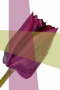 queence Acrylglasbild »Blume«