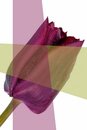 Bild 1 von queence Acrylglasbild »Blume«
