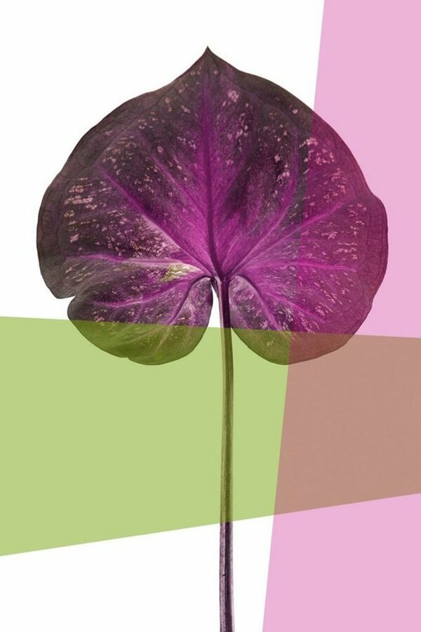 Bild 1 von queence Acrylglasbild »Blätter«
