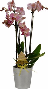 Orchidee 4-Trieber
, 
12 cm Topf, 55-65 cm hoch