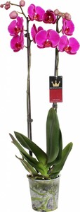 Orchidee 2-Trieber
, 
12 cm Topf, 60-70 cm hoch