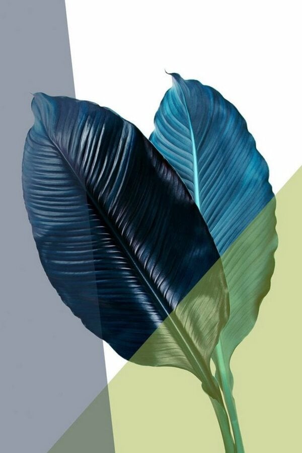 Bild 1 von queence Acrylglasbild »Blätter«