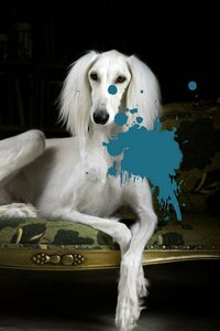 queence Acrylglasbild »Hund«