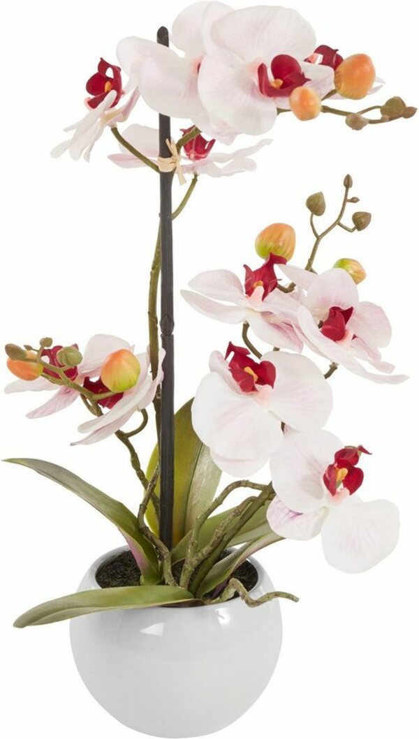 Bild 1 von Kunstorchidee »Ernestine« Orchidee, DELAVITA, Höhe 42 cm, Kunstpflanze, im Topf
