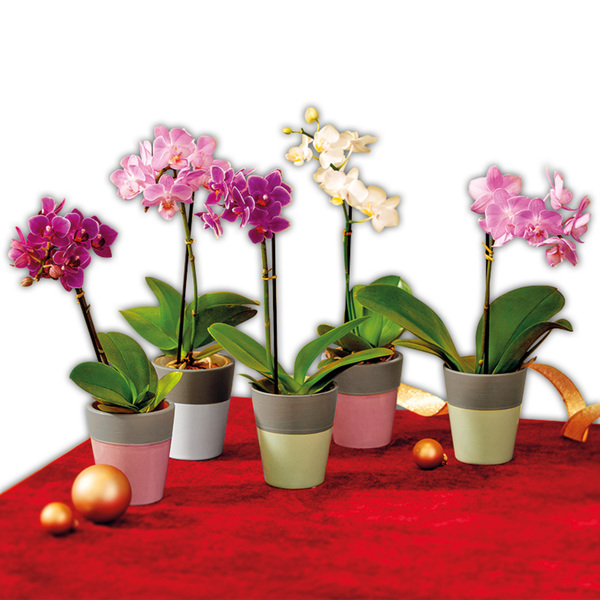 Bild 1 von Finest Garden Mini-Orchidee