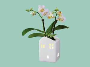 Mini-Phalaenopsis im Keramikhaus