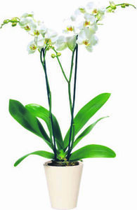 Orchidee »Phalaenopsis«