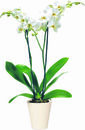 Bild 1 von Orchidee »Phalaenopsis«