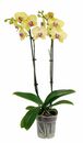 Bild 2 von Orchidee »Phalaenopsis«