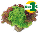 Bild 1 von Deutschebunte Salate