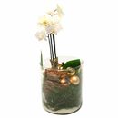 Bild 2 von GARDENLINE®  Orchidee u. a. im Glasgefäß