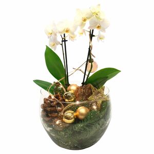 GARDENLINE®  Orchidee u. a. im Glasgefäß