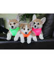 Bild 4 von puppia® Hundegeschirr Neon Soft A