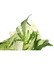 Bild 2 von Efeutute - Epipremnum pinnatum 'Happy Leaf'