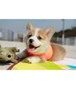 Bild 2 von puppia® Hundegeschirr Neon Soft A