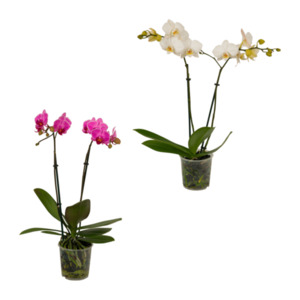 GARDENLINE Phalaenopsis