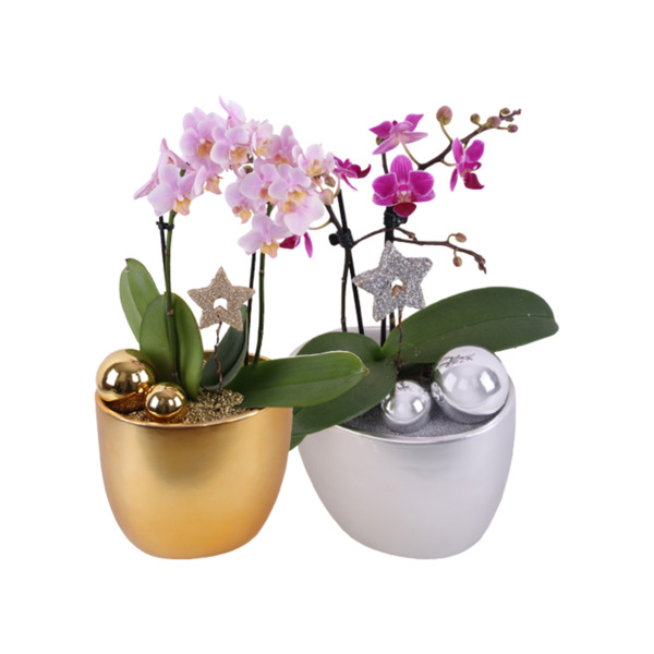Bild 1 von Orchideen Phalaenopsis