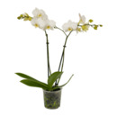 Bild 2 von GARDENLINE Phalaenopsis