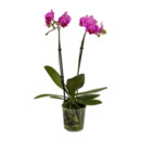 Bild 3 von GARDENLINE Phalaenopsis