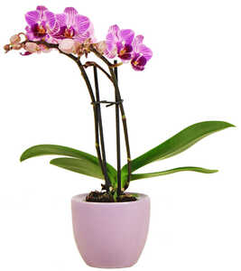 Mini Orchideen im Keramik-Übertopf