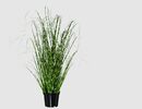 Bild 1 von Miscanthus Zebragras im Topf