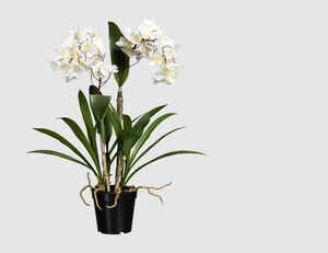 Orchidee Dendrobie getopft Weiß