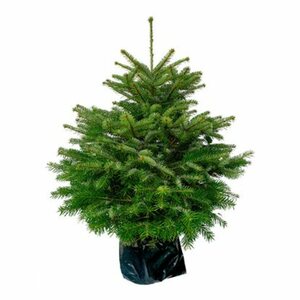 Weihnachtsbaum Echte Nordmanntanne 80 - 100 cm getopft