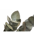 Bild 4 von Trockenblumenbund Eukalyptus, grün