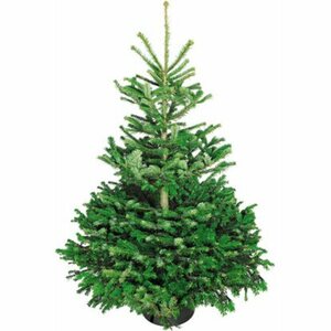 Weihnachtsbaum Echte Nordmanntanne 150 - 175 cm hoch gesägt