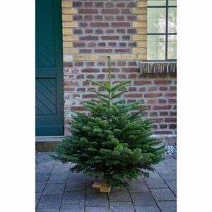Weihnachtsbaum Echte Nordmanntanne auf Holzkreuz 80 - 110 cm