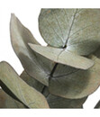 Bild 3 von Trockenblumenbund Eukalyptus, grün