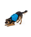 Bild 2 von RUFFWEAR® Hundegeschirr Approach™ Pack
