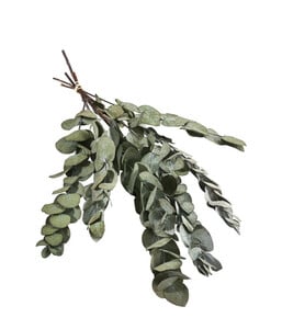 Trockenblumenbund Eukalyptus, grün