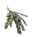 Bild 1 von Trockenblumenbund Eukalyptus, grün