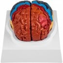 Bild 1 von VEVOR menschliches Gehirn Modell anatomisches Gehirnmodell in 2 Teile zerlegbar