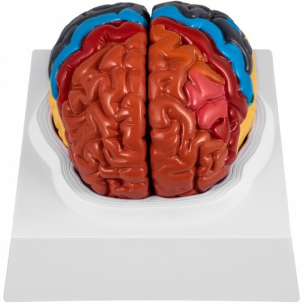 Bild 1 von VEVOR menschliches Gehirn Modell anatomisches Gehirnmodell in 2 Teile zerlegbar