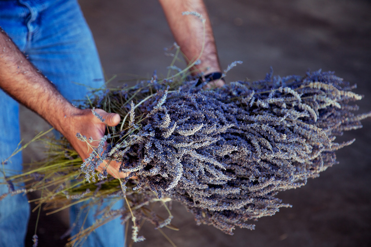 Bild 4 von Weleda Lavendel Entspannungs-Öl