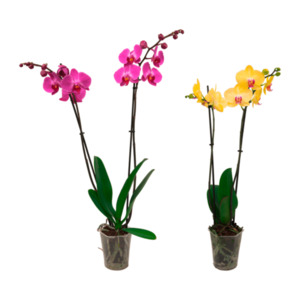 GARDENLINE Schmetterlings-Orchidee