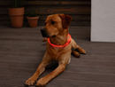 Bild 3 von Zoofari LED Hundehalsband / Hundeleuchtband mit USB-Anschluss