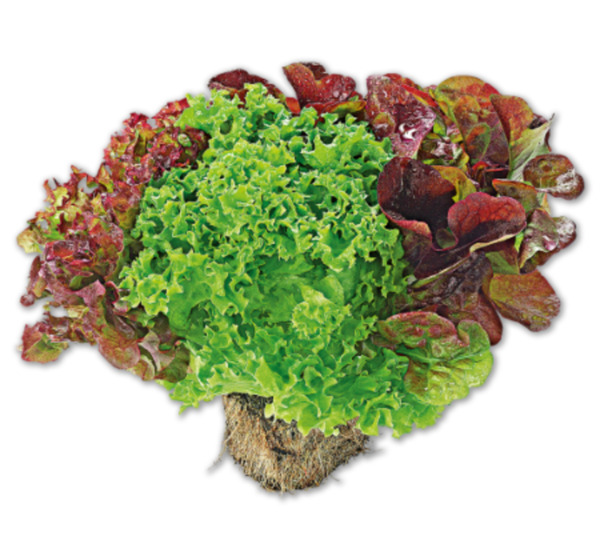Bild 1 von Deutsche bunte Salate mit Wurzel