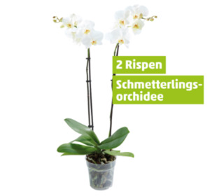 Verschiedene wunderschöne Orchideen